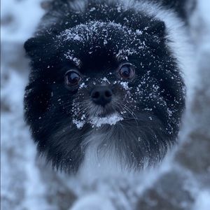 Meet your Posher, Faith